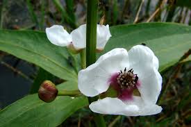 Attēlu rezultāti vaicājumam “Sagittaria sagittifolia”