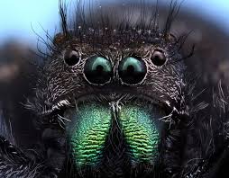 Attēlu rezultāti vaicājumam “Salticidae”