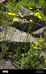 Attēlu rezultāti vaicājumam “Hypochaeris maculata”