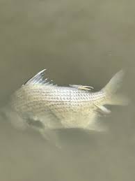 Image result for Eugerres plumieri