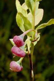 Attēlu rezultāti vaicājumam “Vaccinium myrtillus leaf”