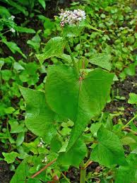 Attēlu rezultāti vaicājumam “Fagopyrum esculentum leaf”