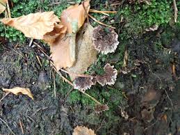 Attēlu rezultāti vaicājumam “Postia tephroleucus”