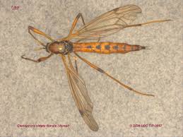 Attēlu rezultāti vaicājumam “Tipulidae female”