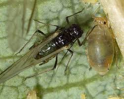 Attēlu rezultāti vaicājumam “Eriophyes padi”
