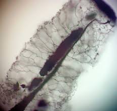 Attēlu rezultāti vaicājumam “Stemonitopsis hyperopta var. landewaldii”