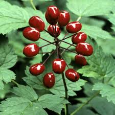 Image result for Christophskraut