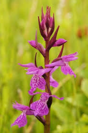 Attēlu rezultāti vaicājumam “Dactylorhiza traunsteineri”