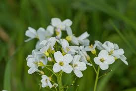 Attēlu rezultāti vaicājumam “Cardamine pratensis leaf”