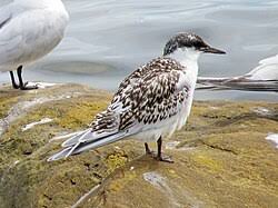 Attēlu rezultāti vaicājumam “Sterna sandvicensis adult”