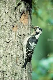 Attēlu rezultāti vaicājumam “Dendrocopos minor female”