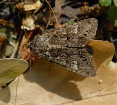 Attēlu rezultāti vaicājumam “Papestra biren”