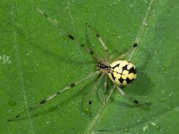 Attēlu rezultāti vaicājumam “Phylloneta sp.”