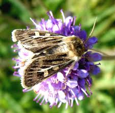 Attēlu rezultāti vaicājumam “Cerapteryx graminis”