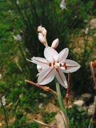 Image result for Asphodelus fistulosus