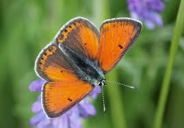 Attēlu rezultāti vaicājumam “Lycaena hippothoe”