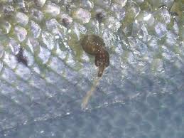 Attēlu rezultāti vaicājumam “Licea chelonoides sessile”