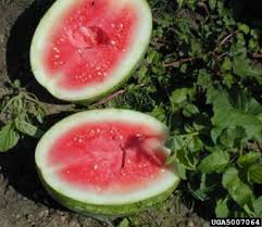 Attēlu rezultāti vaicājumam “Citrullus lanatus leaf”