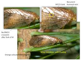 Attēlu rezultāti vaicājumam “Hemerobius perelegans”