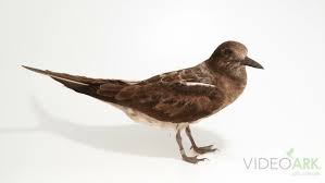 Image result for Onychoprion fuscatus