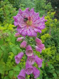 Image result for Fingerhut rot