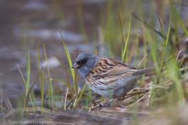 Image result for Emberiza spodocephala