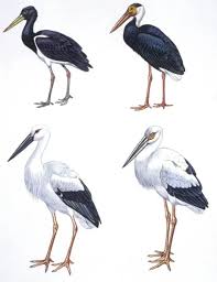 Attēlu rezultāti vaicājumam “Ciconiiformes”