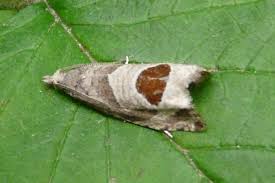 Attēlu rezultāti vaicājumam “Notocelia uddmanniana”