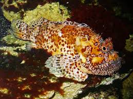 Image result for Scorpaena scrofa