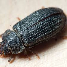 Attēlu rezultāti vaicājumam “Grynocharis oblonga”