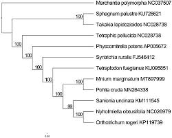 Attēlu rezultāti vaicājumam “Mnium marginatum”