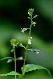 Attēlu rezultāti vaicājumam “Circaea lutetiana leaf”