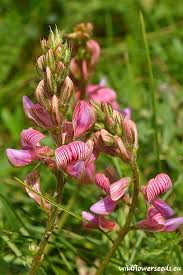Attēlu rezultāti vaicājumam “Onobrychis arenaria flower”