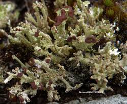 Attēlu rezultāti vaicājumam “Cladonia ramulosa”