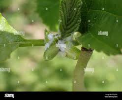 Attēlu rezultāti vaicājumam “Psylla alni”