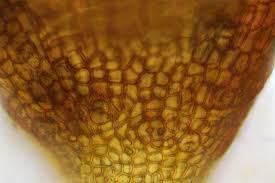 Attēlu rezultāti vaicājumam “Schistidium robustum sporophyte”