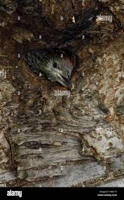 Attēlu rezultāti vaicājumam “Picus viridis nest”