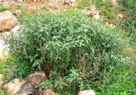 Attēlu rezultāti vaicājumam “Solanum nigrum”