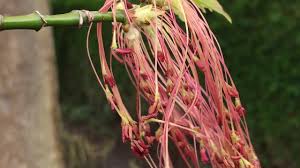 Attēlu rezultāti vaicājumam “Acer negundo male flower”
