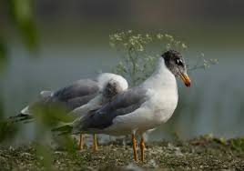 Attēlu rezultāti vaicājumam “Larus ridibundus eggs”