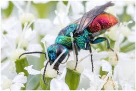 Attēlu rezultāti vaicājumam “Chrysididae”