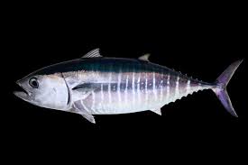 Image result for Thunnus atlanticus