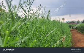 Attēlu rezultāti vaicājumam “Thesium ebracteatum leaf”