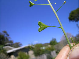 Attēlu rezultāti vaicājumam “Capsella bursa-pastoris fruit”