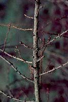 Attēlu rezultāti vaicājumam “Lachnellula willkommii”