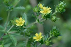 Attēlu rezultāti vaicājumam “Potentilla norvegica flower”
