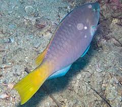 Image result for Scarus trispinosus