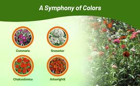 Attēlu rezultāti vaicājumam “Silene chalcedonica fruit”