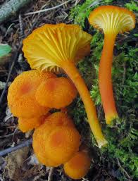 Attēlu rezultāti vaicājumam “Hygrocybe cantharellus”