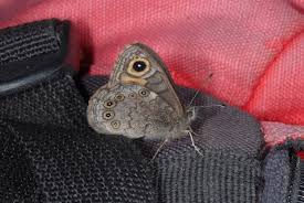 Attēlu rezultāti vaicājumam “Lasiommata petropolitana”